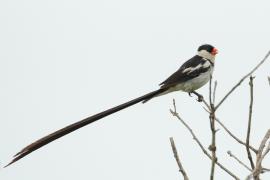 Wdówka białobrzucha - Vidua macroura - Pin-tailed Whydah