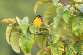 Wikłacz czarnogardły - Malimbus nigricollis - Black-necked Weaver