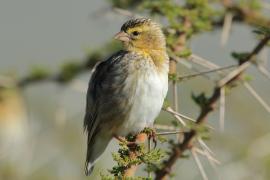 Wikłacz czerwonodzioby - Quelea quelea - Red-billed Quelea