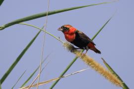 Wikłacz ognisty - Euplectes orix - Southern Red Bishop