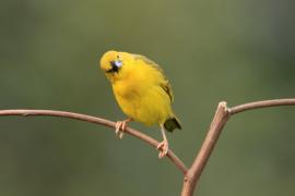 Wikłacz okularowy - Ploceus ocularis - Spectacled Weaver