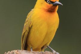 Wikłacz okularowy - Ploceus ocularis - Spectacled Weaver