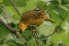 Wikłacz złotawy - Ploceus xanthops - Holub's Weaver