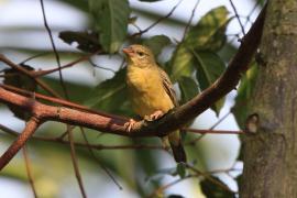 Wikłacz złoty - Ploceus aurantius - Orange Weaver
