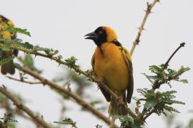 Wikłacz zmienny - Ploceus cucullatus - Village Weaver