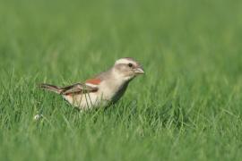 Wróbel czarnogłowy - Passer melanurus - Cape Sparrow