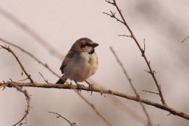Wróbel nilowy - Passer shelleyi - Shelley's Rufous Sparrow