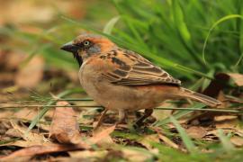 Wróbel rdzawobrewy - Passer rufocinctus - Kenya Rufous Sparrow