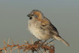 Wróbel rdzawobrewy - Passer rufocinctus - Kenya Rufous Sparrow