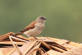 Wróbel siwogłowy - Passer griseus - Northern Grey-headed Sparrow