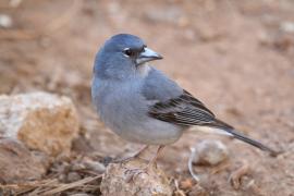 Zięba modra - Fringilla teydea - Tenerife Blue Chaffinch