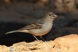 Zięba modra - Fringilla teydea - Tenerife Blue Chaffinch