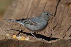 Zięba modra - Fringilla teydea - Tenerife Blue Chaffinch