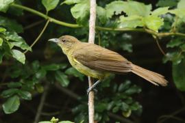 Żółtobrzuch okularowy - Chlorocichla flaviventris - Yellow-bellied Greenbul