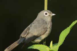 Mucharka białooka - Melaenornis fischeri - White-eyed Slaty Flycatcher