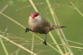 Astryld falisty - Estrilda astrild - Common Waxbill