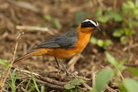 Złotokos białobrewy - Cossypha heuglini - White-browed Robin-Chat