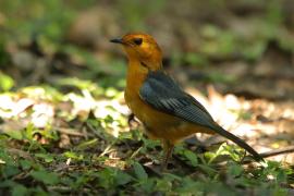 Złotokos rudogłowy - Cossypha natalensis - Red-capped Robin Chat