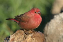 Amarantka czerwonodzioba - Lagonosticta senegala - Red-billed Firefinch