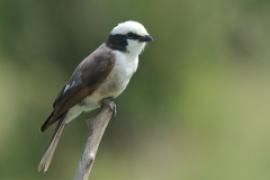 Białoczub białorzytny - Eurocephalus rueppelli - Northern White-crowned Shrike