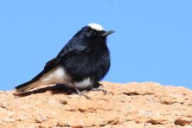 Białorzytka saharyjska - Oenanthe leucopyga - White-crowned Wheatear