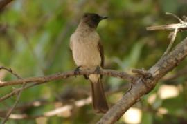 Bilbil ogrodowy - Pycnonotus barbatus - Common Bulbul