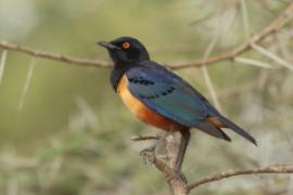 Błyszczak półobrożny - Lamprotornis hildebrandti - Hildebrandt's Starling