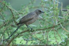 Błyszczak jednobarwny - Lamprotornis unicolor - Ashy Starling