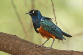 Błyszczak rudobrzuchy - Lamprotornis superbus - Superb Starling