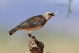 Błyszczak szarawy - Lamprotornis fischeri - Fischer's Starling