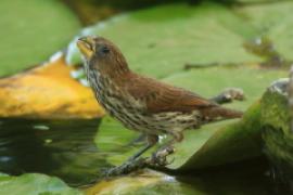 Brunatniczka - Amblyospiza albifrons - Grosbeak Weaver