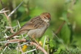 Chwastówka krępa - Cisticola robustus - Stout Cisticola