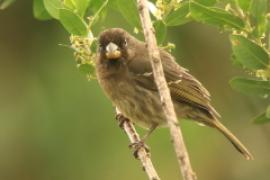 Afrokulczyk grubodzioby - Crithagra burtoni - Thick-billed Seedeater