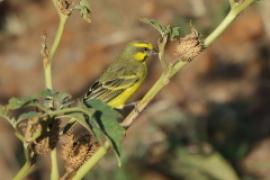 Afrokulczyk mozambijski - Crithagra mozambica - Yellow-fronted Canary