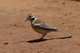 Trznadel złotobrzuchy - Emberiza flaviventris - Golden-breasted Bunting