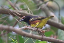 Wikłacz żałobny - Ploceus weynsi - Weyns's Weaver