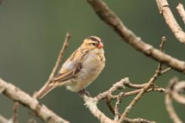 Wikłacz wachlarzowaty - Euplectes axillaris - Fan-tailed Widowbird