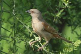 Wróbel papugodzioby - Passer gongonensis - Parrot-billed Sparrow