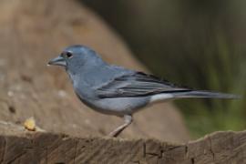 Zięba modra - Fringilla teydea - Tenerife Blue Chaffinch