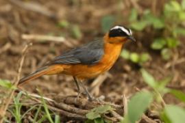 Złotokos białobrewy - Cossypha heuglini - White-browed Robin-Chat