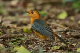 Złotokos rudogłowy - Cossypha natalensis - Red-capped Robin Chat