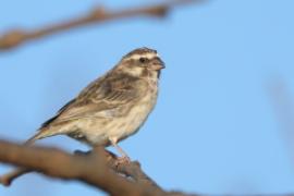 Afrokulczyk etiopski - Crithagra reichenowi - Reichenow's Seedeater