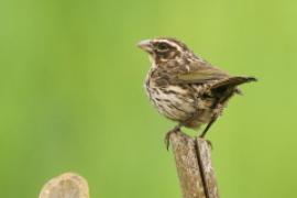 Afrokulczyk kreskowany - Crithagra striolata - Streaky Seedeater