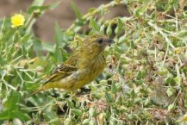 Afrokulczyk maskowy - Crithagra citrinelloides - African Citril