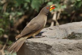 Bąkojad żółtodzioby - Buphagus africanus - Yellow-billed Oxpecker