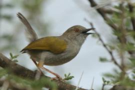 Beczak szarogrzbiety - Camaroptera brevicaudata - Grey-backed Camaroptera