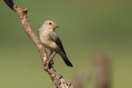 Białorzytka płowa - Oenanthe isabellina - Isabelline Wheatear