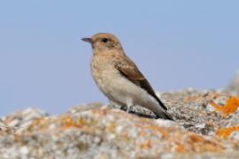 Białorzytka pstra - Oenanthe pleschanka - Pied Wheatea