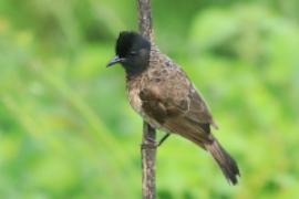 Bilbil czerwonoplamy - Pycnonotus cafer - Red-vented Bulbul