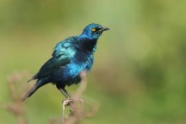 Błyszczak stalowy - Lamprotornis chalybaeus - Greater Blue-eared Starling